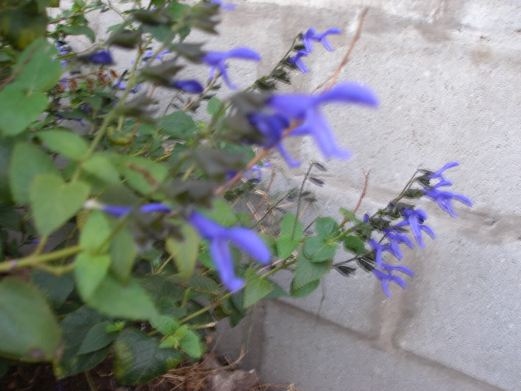 P2233053.jpg