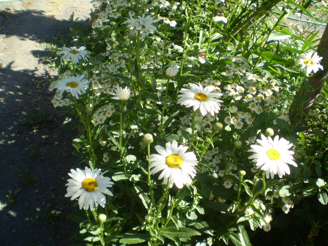 p26.JPG