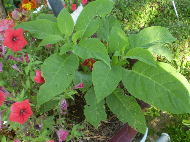 p29.JPG