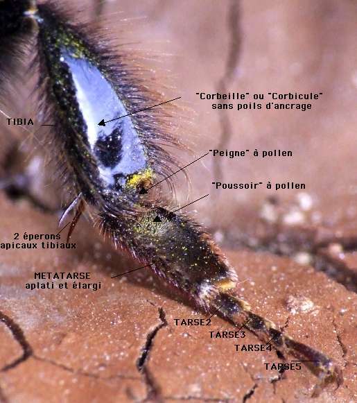 P3-Bombus-terrestris-f.jpg