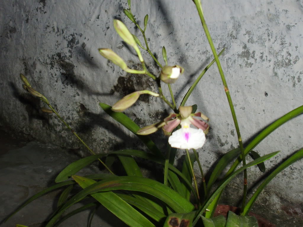 P3100005.jpg