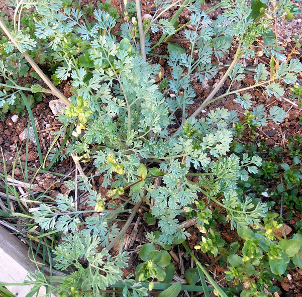 P3180001.JPG