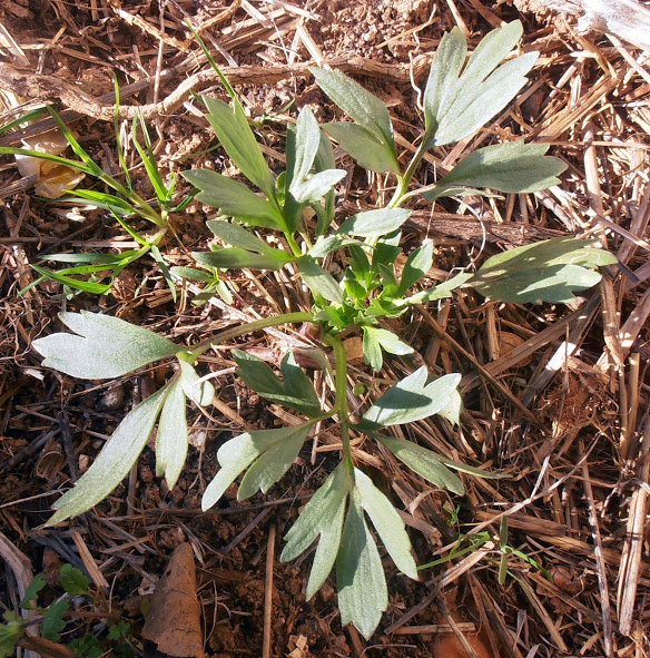 P3180008.JPG