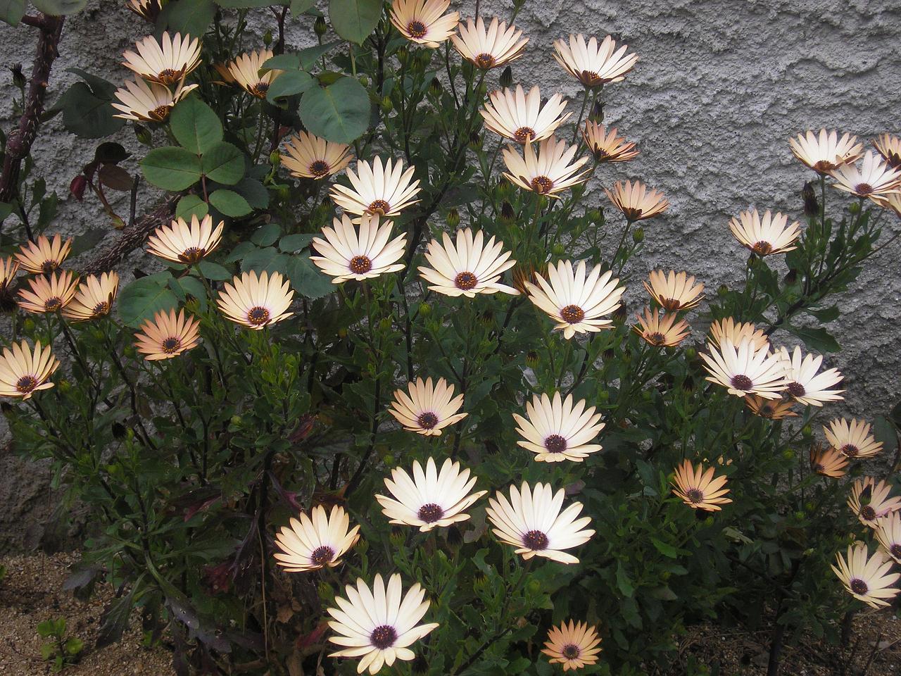 P3260254-1.JPG
