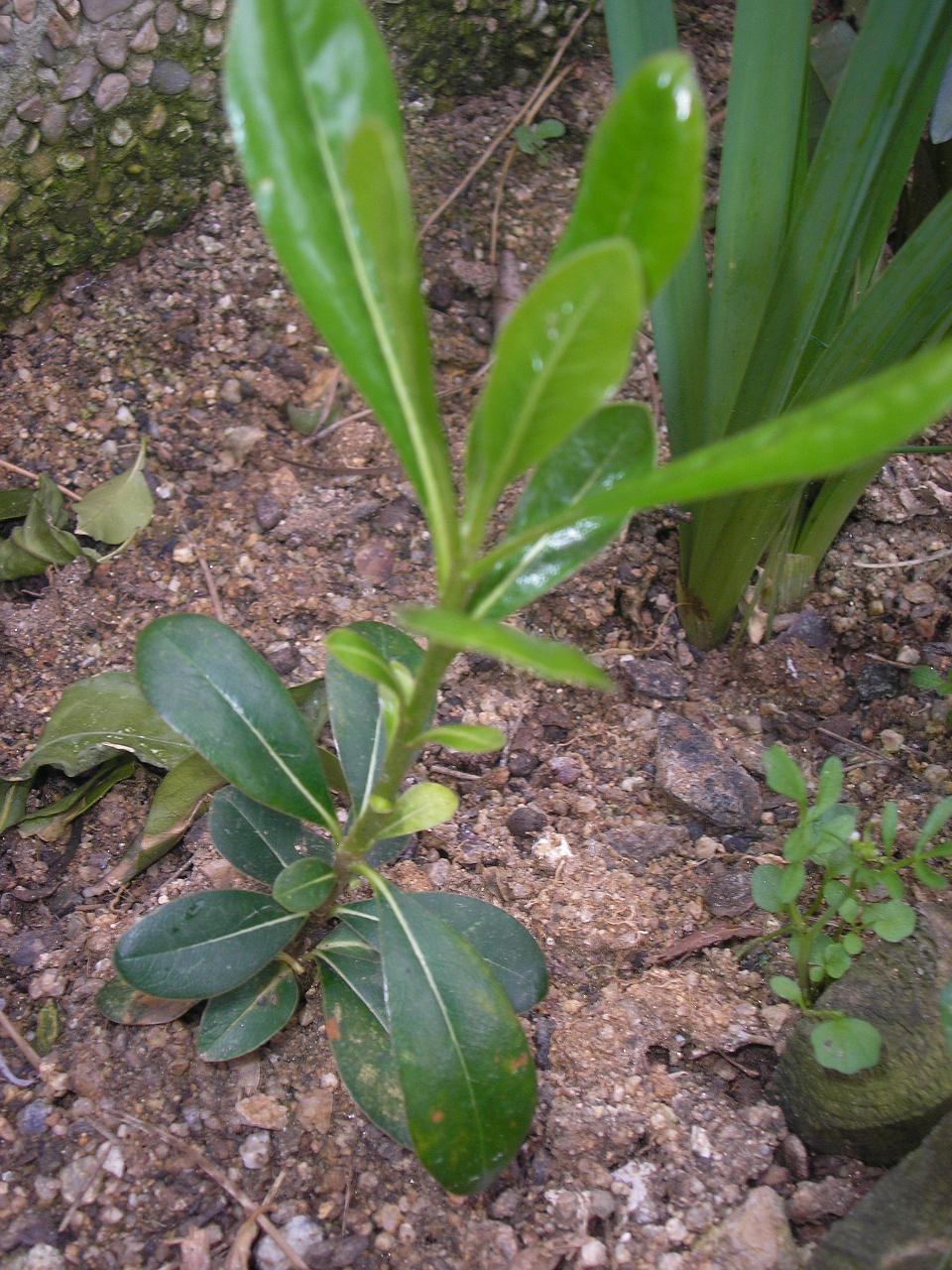 P3260256%21.JPG