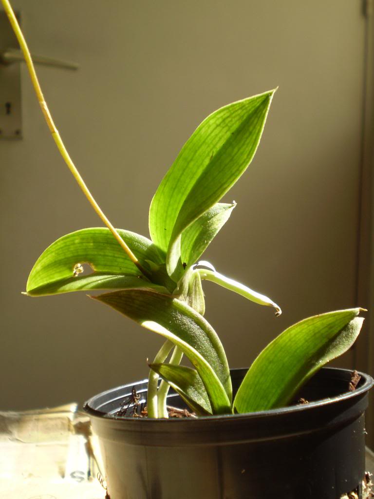 P4110005_zps44f2fac1.jpg