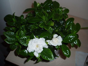 P4120002_redimensionar.jpg