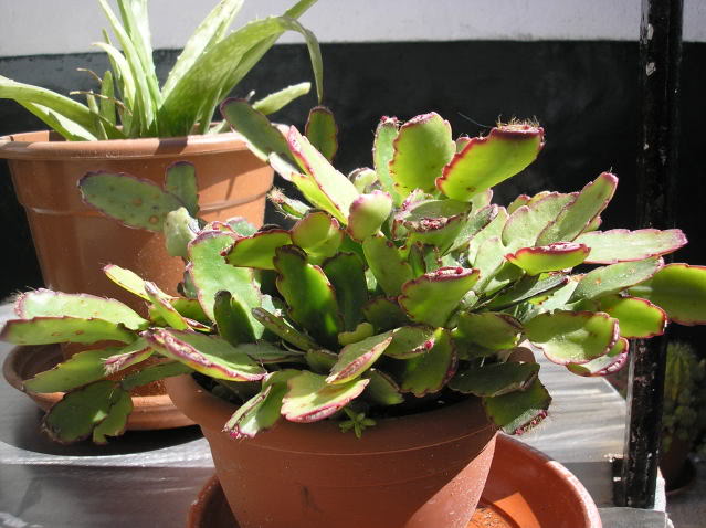 P4120084.jpg