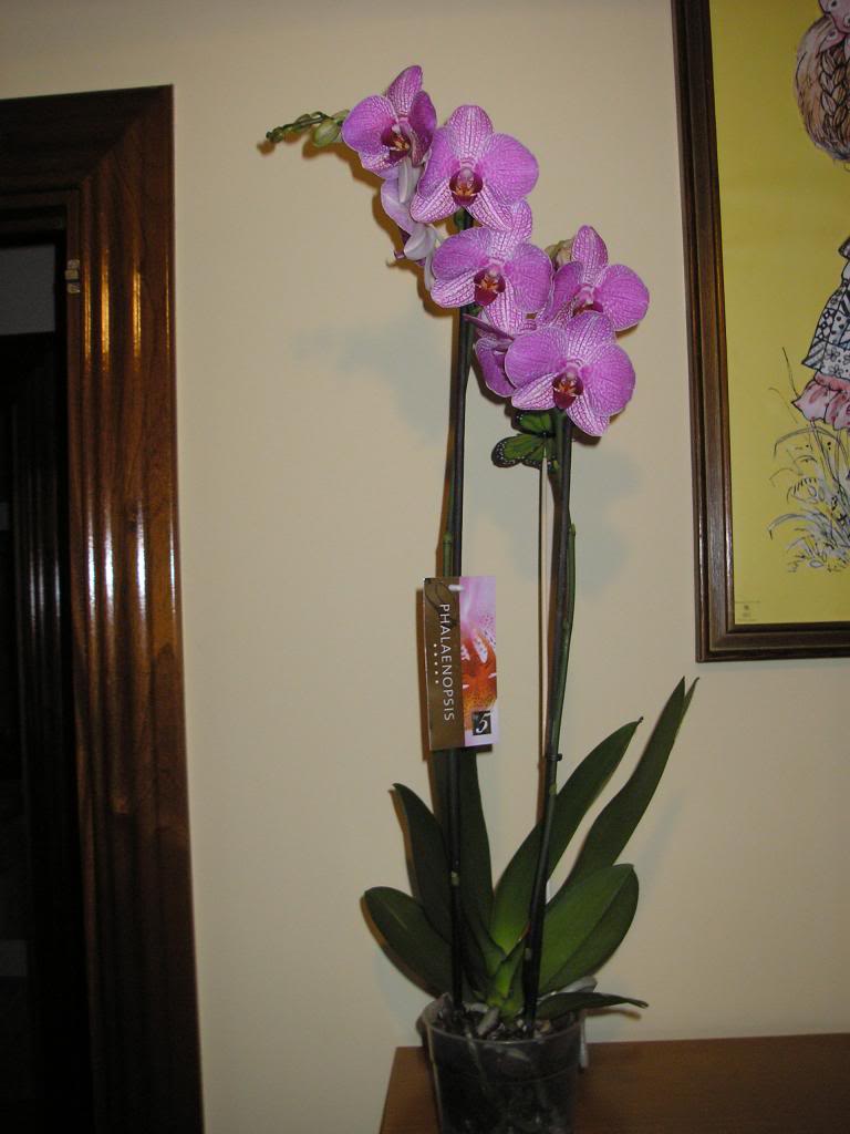 P4121093_zpscc28d0cd.jpg