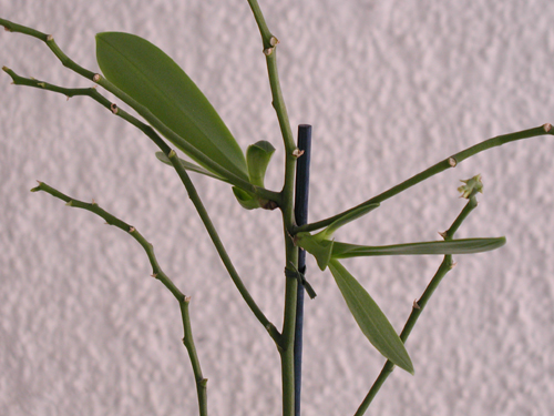 P4130003copy.jpg