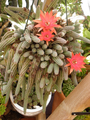 P4250056.JPG