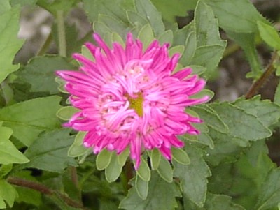 P4250853%20400.jpg
