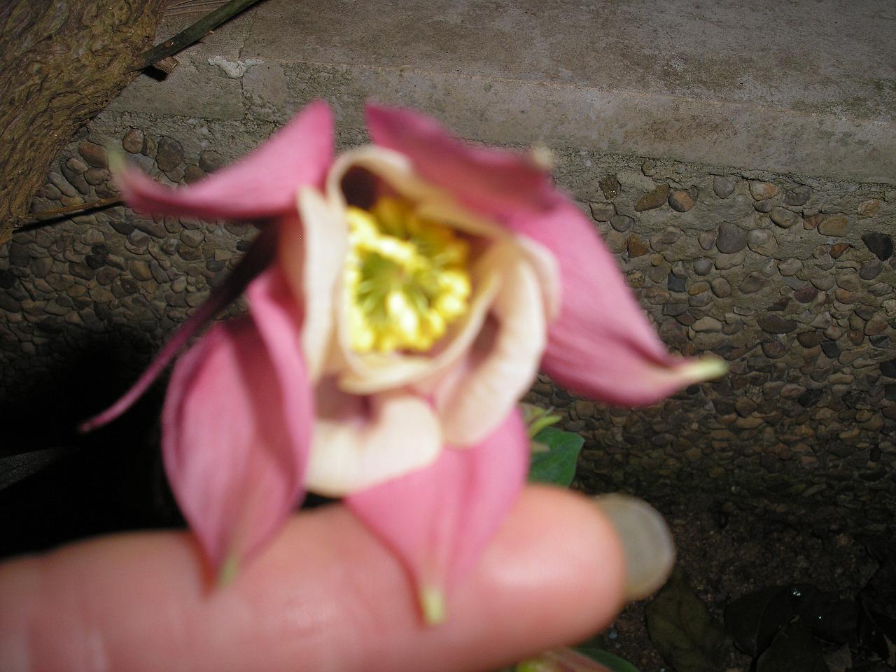 P4270429-1.JPG