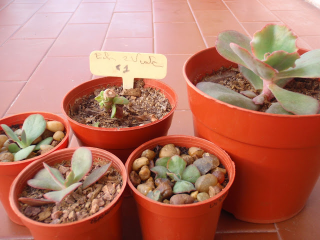 P4284575.JPG