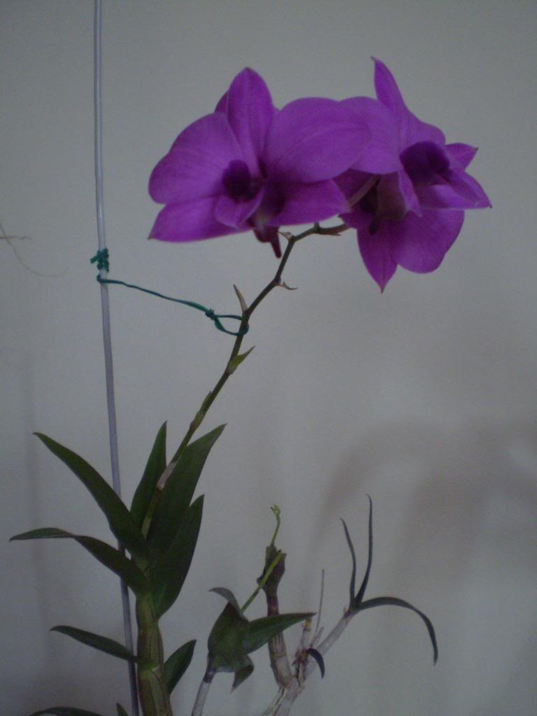 P4290017_zps82c0a50c.jpg