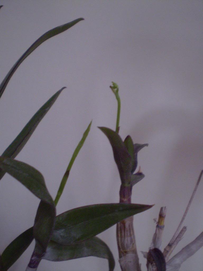 P4290018_zpsa19e5d10.jpg