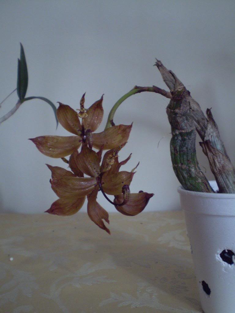 P4290020_zps13fecdb7.jpg