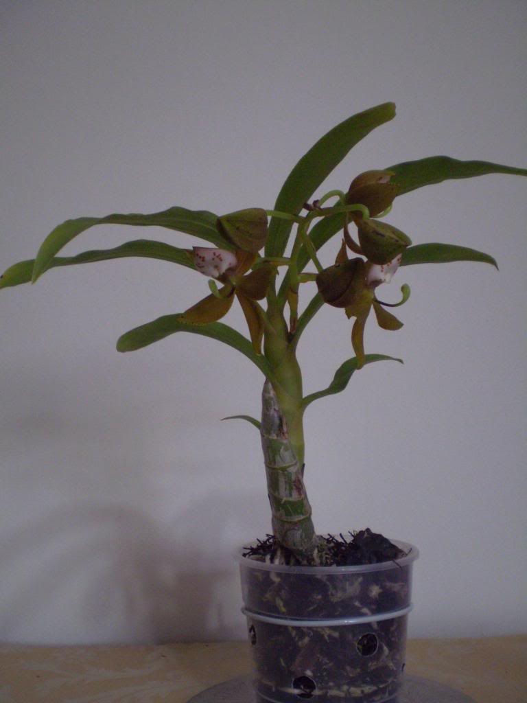 P4290024_zpsba0db233.jpg