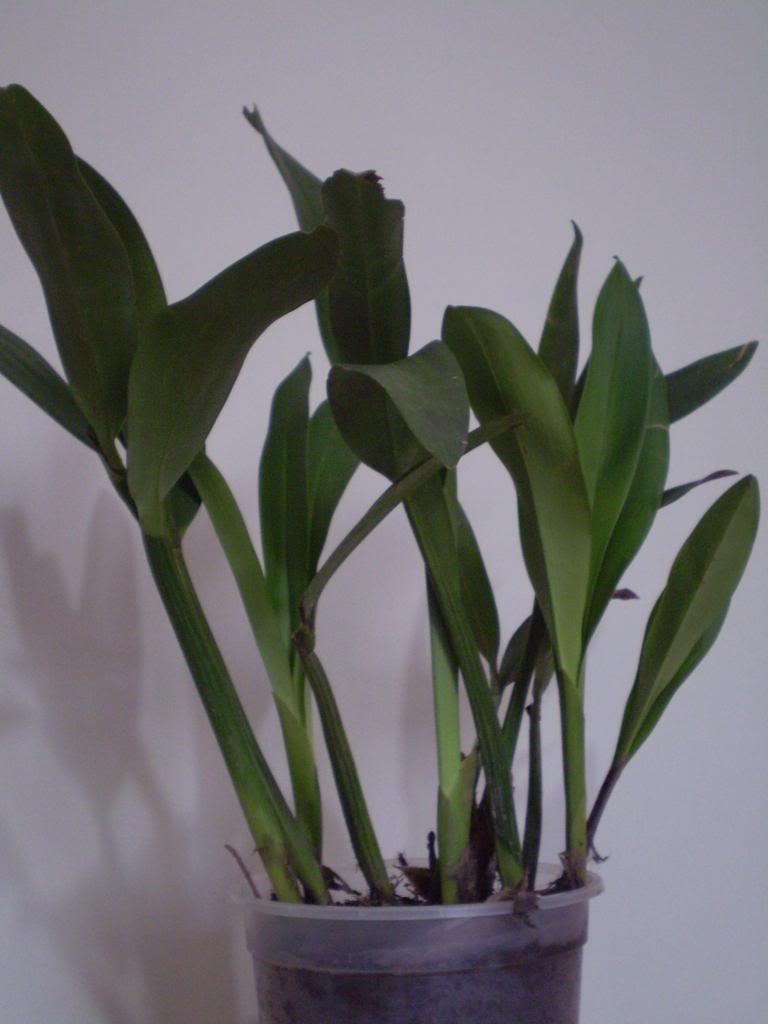 P4290036_zps22bc6d30.jpg