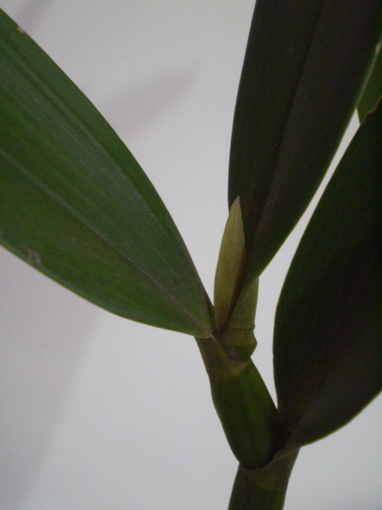 P4290037_zpscb7f5d6f.jpg