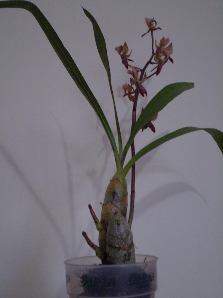 P4290043_zps87cebb61.jpg