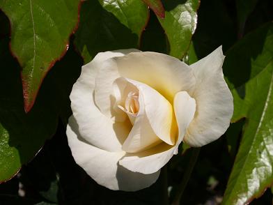 P4300094.JPG