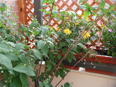 P5060005%20copy.jpg