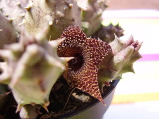 P5100001.jpg