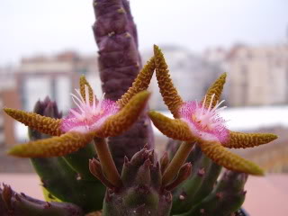 P5120020.jpg