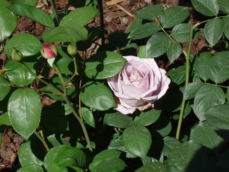 P5180008.jpg