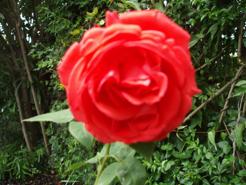 P5210030.jpg