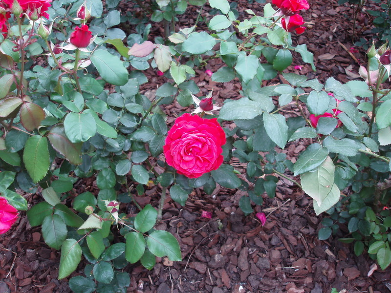 P5210046.jpg