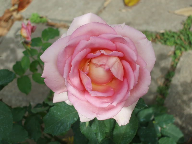 P5220010.jpg