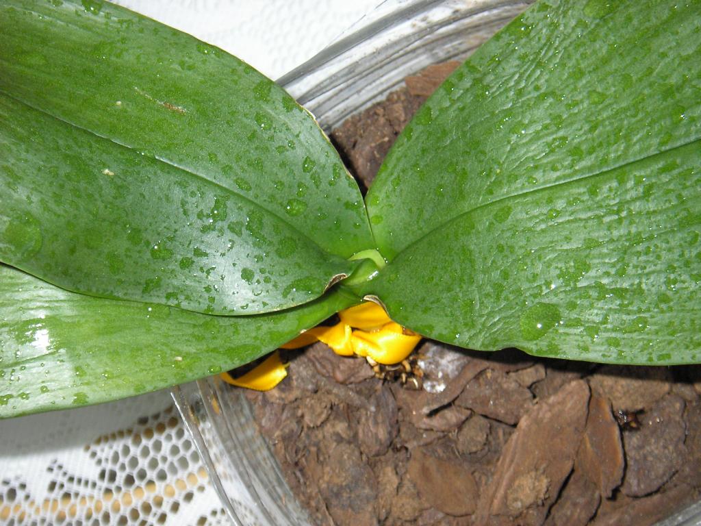 P5251145_zps2d20487e.jpg