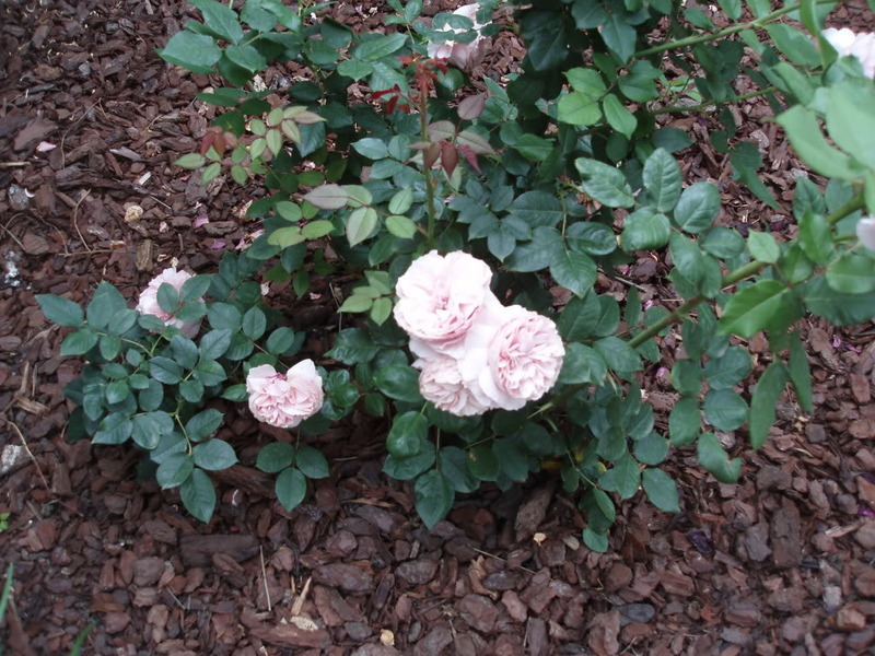 P5270003-1.jpg