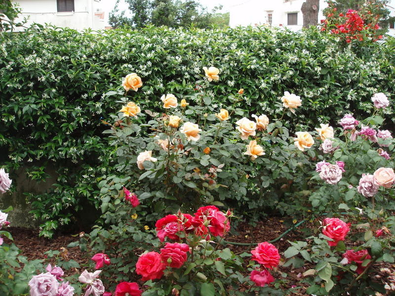 P5270007.jpg