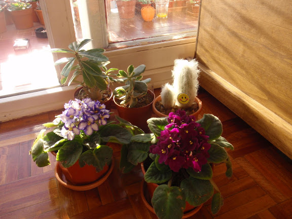 P5284700.JPG