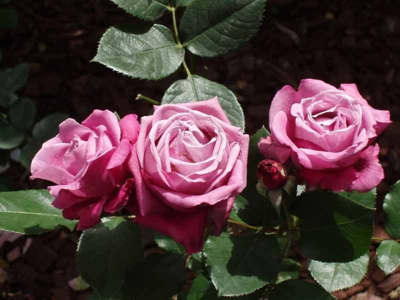 P5310005.jpg