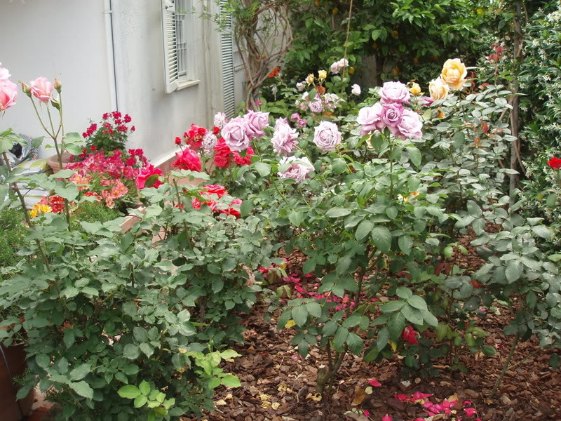 P5310011.jpg