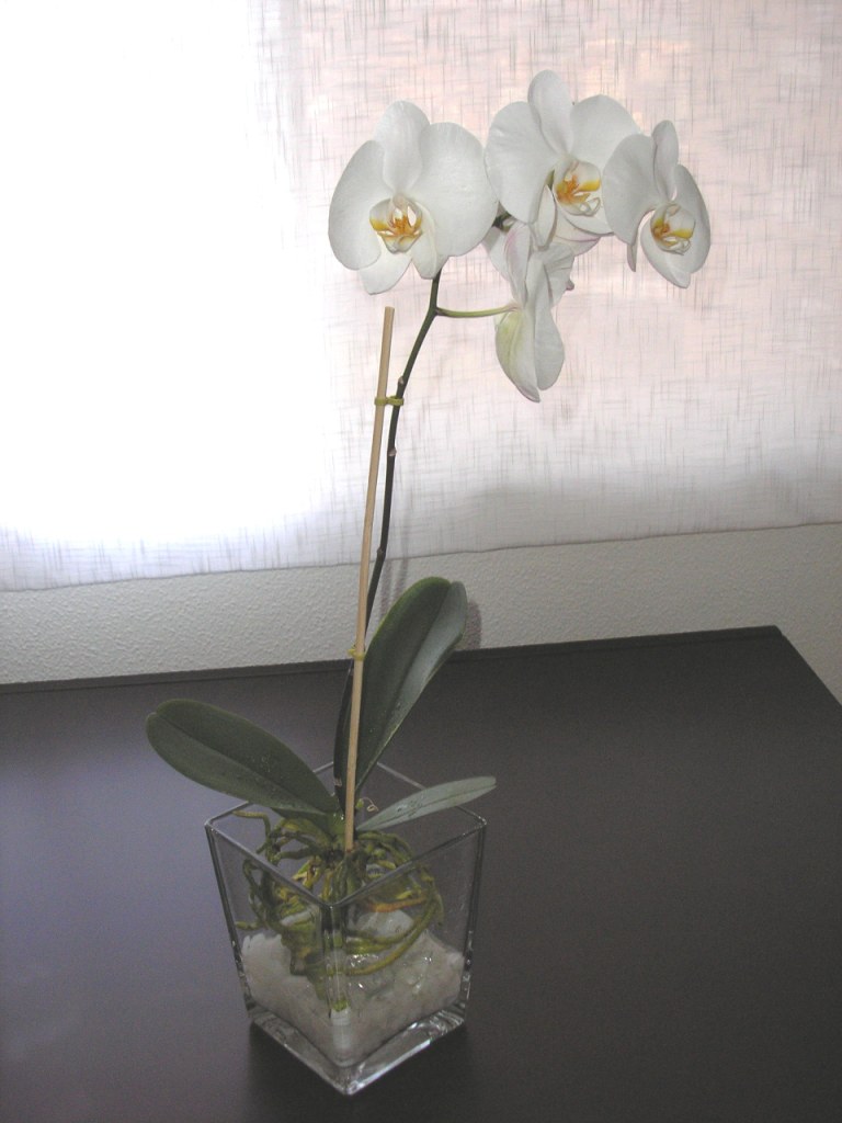 P5310011.JPG