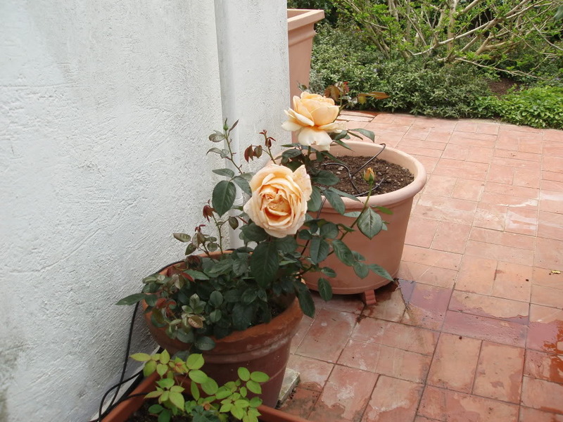 P5310023.jpg