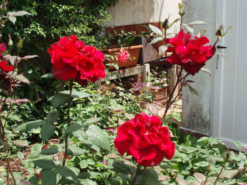 P5310036.jpg