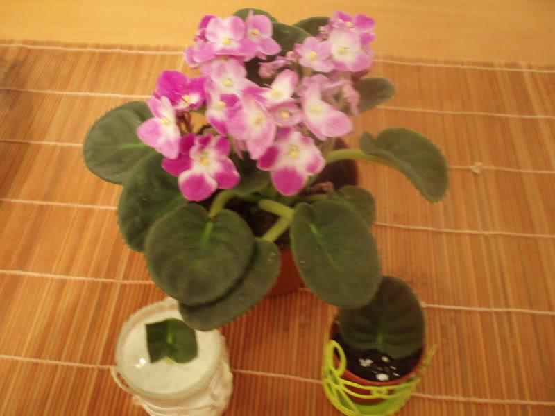 P6010042.jpg