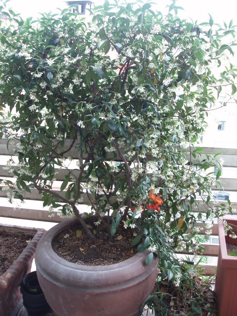 P6020010.jpg