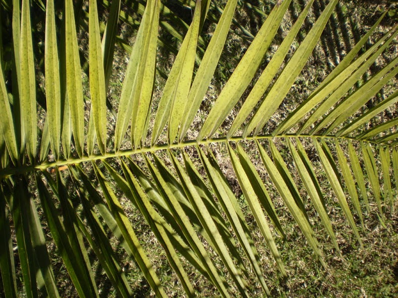 P6060005.JPG