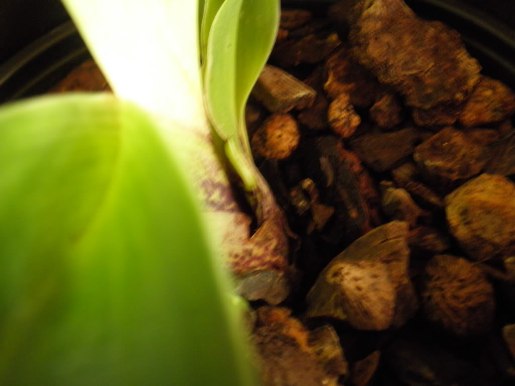 P6071336.jpg