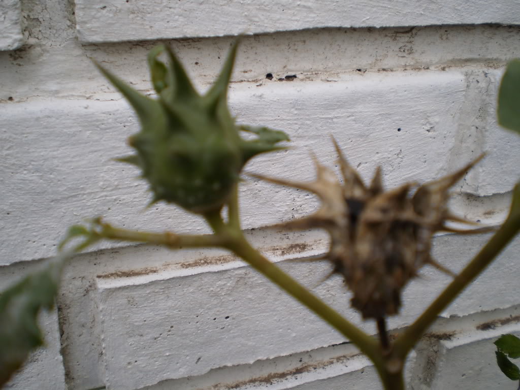 P6090210.jpg