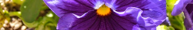 P6101204%2B-%2Bcopia.JPG