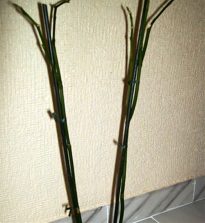 P6120013.jpg