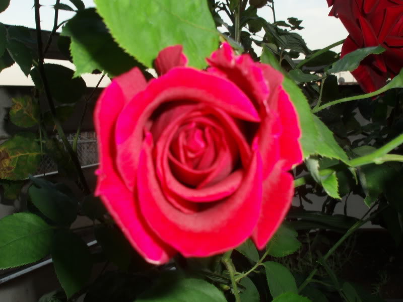P6150016.jpg